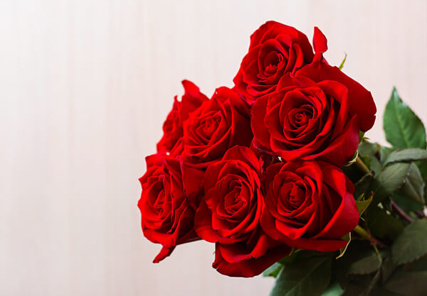 a red rose